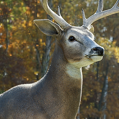 White-tailed Deer