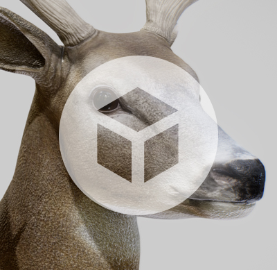 White-tailed Deer