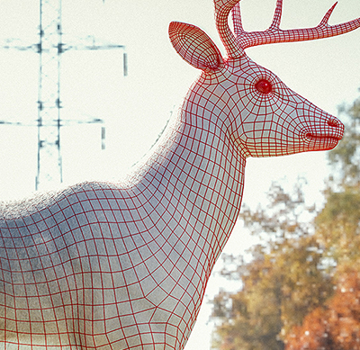 White-tailed Deer