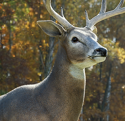 White-tailed Deer